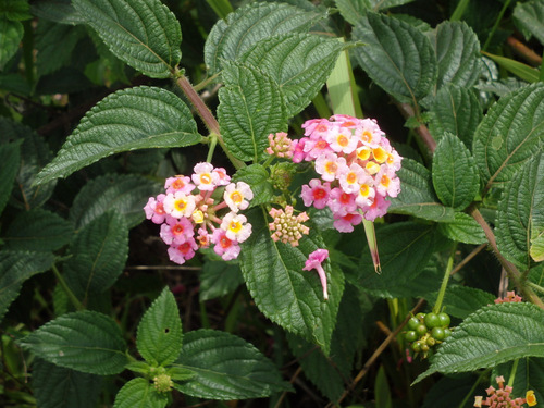 Wild Lantana.